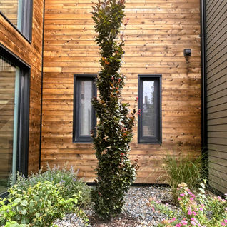 Tall slender evergreen tree against a modern wood-paneled building facade.