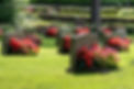 Grave stones with beautiful red and pink flowers in bright sunshine.jpg