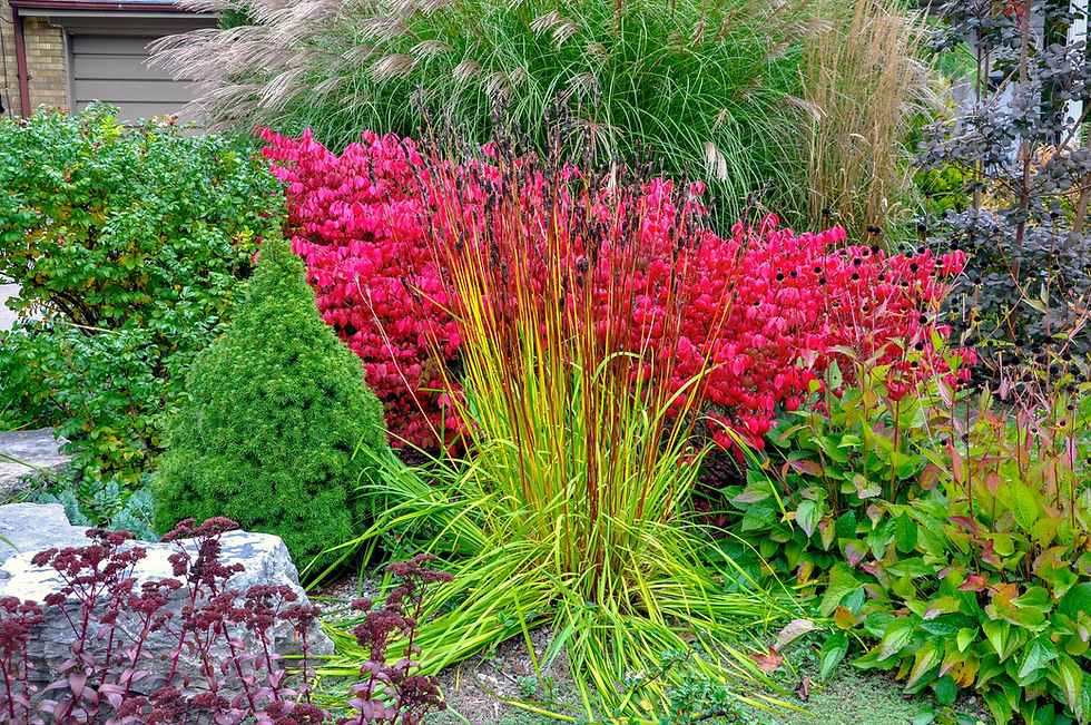 Vibrant garden with red bushes, ornamental grasses, and green shrubs.