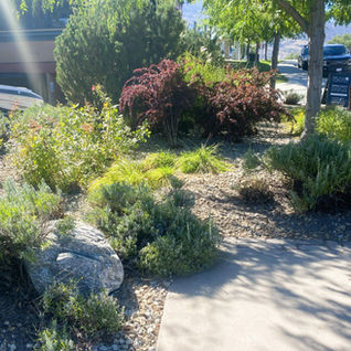 Landscaped garden bed with shrubs, grasses, and rocks.