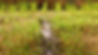 Muddy water stream flowing through green grass with young plants.