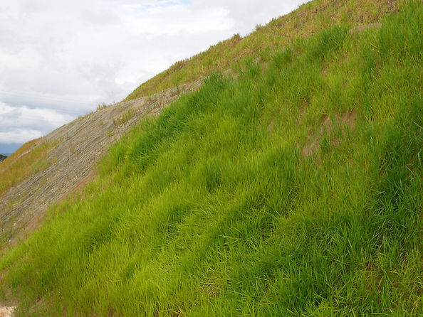 Steep hillside with lush green grass growing on a bare slope.