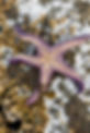 Purple Sea Star, Pisaster ochraceus , Gabriola Island, British Columbia, Canada