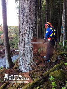 western-tree-services-residential-commercial-16.jpg