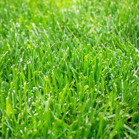 Lush green grass covers the ground, vibrant and healthy.