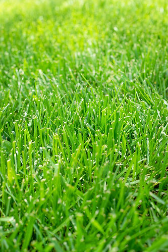 Close-up of vibrant, lush green grass, creating a healthy, natural lawn.