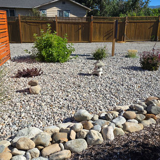 Xeriscape backyard with gravel, shrubs, and wooden fences.