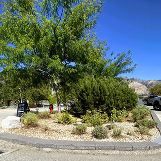 Landscaped garden bed with trees and shrubs in a parking lot.