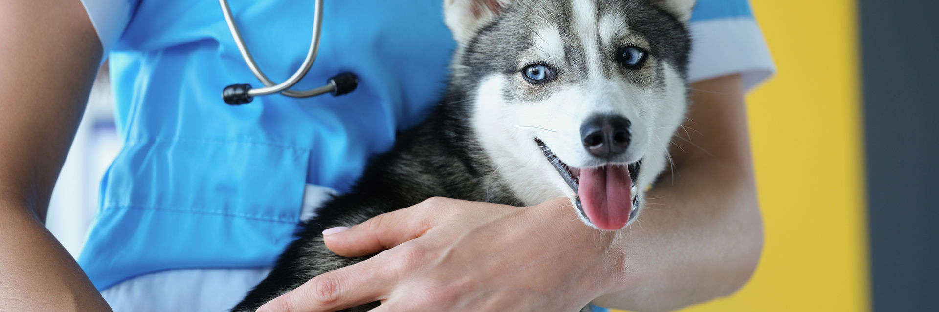 Lifelong Veterinarian Care at Ajax