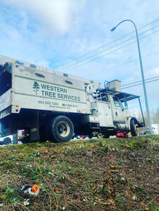 commercial tree service