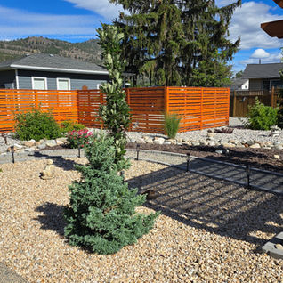 Small evergreen tree in a gravel backyard with a wood pergola.