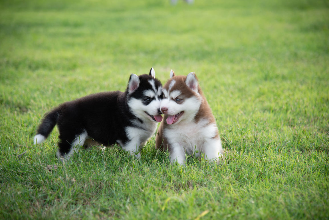 Lifelong Veterinarian Care at Oshawa