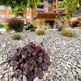 Purple coral bells in a gravel garden at a residential complex.