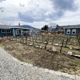 Small backyard vineyard project under a cloudy sky.