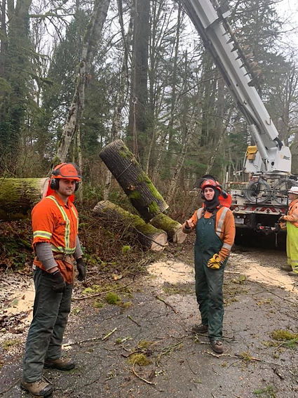 Tree Removal and Stump Grinding western tree