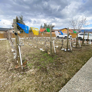 Grapevine rows with prayer flags in a backyard vineyard