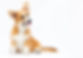 extensive veterinary services at rosebank animal hospital