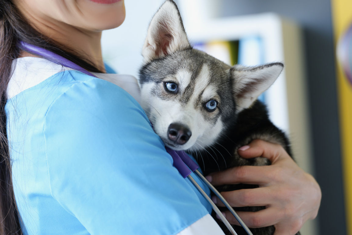 Lifelong Veterinarian Care at Whitby