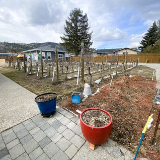Outdoor vineyard garden with rows of vines and potted plants.
