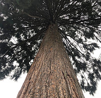 Cabling and Bracing-Western Tree Services