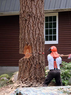 western-tree-services-residential-dangerous tree 