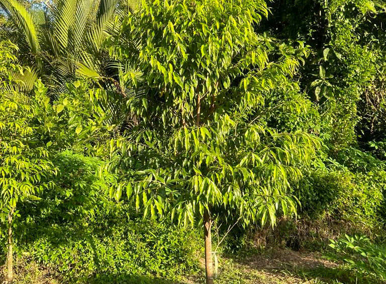 Young Aquilaria tree in lush Philippine plantation