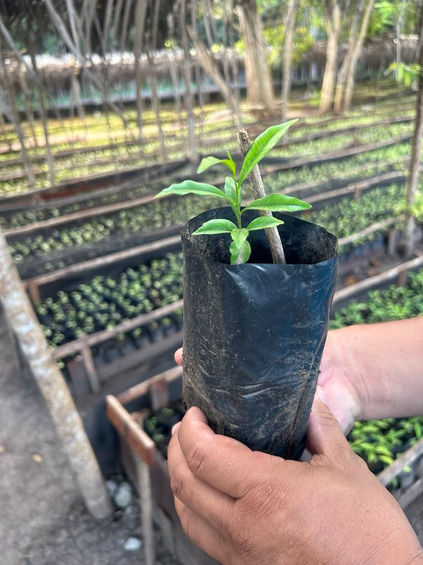 Person holding young agarwood seedling in nursery
