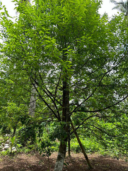 Lush green Aquilaria tree