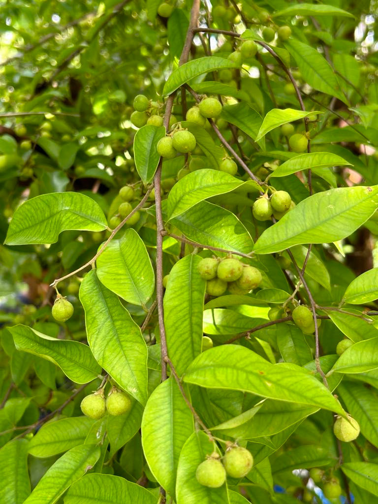 Green Aquilaria tree with young fruits