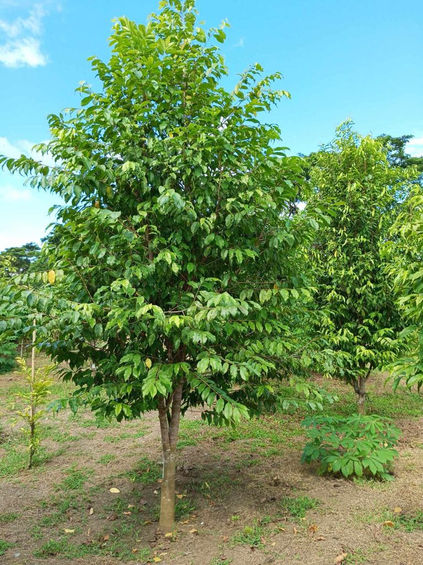 Aquilaria tree, Agarwood Plantation