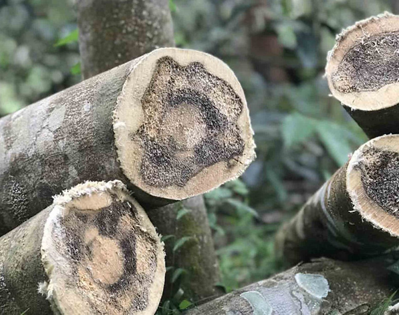 Agarwood tree trunk cross-sections showing inoculation