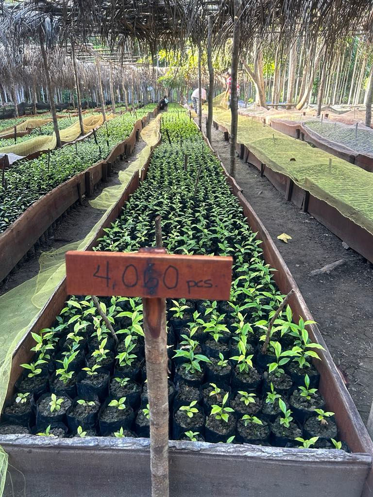 Agarwood Cultivation