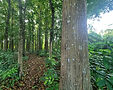 Lush forest path among tall trees