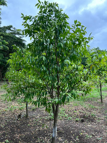 Aquilaria tree in young plantation