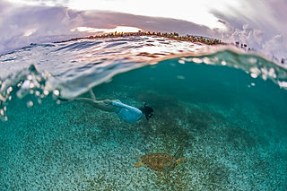 Turtles in Akumal