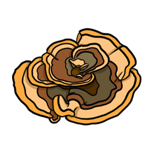 TurkeyTail_Profile_#[256x256].png
