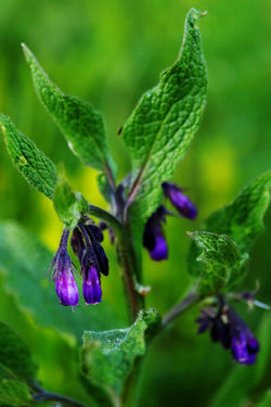 Szigetbecse - Tőzike tanösvény