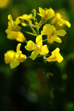 Szigetbecse - Tőzike tanösvény
