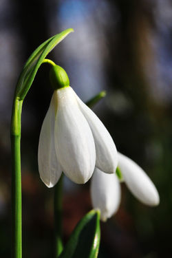 Alcsúti Arborétum - hóvirágzás