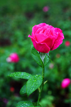 Ausztria legnagyobb rózsakertje - Baden bei Wien