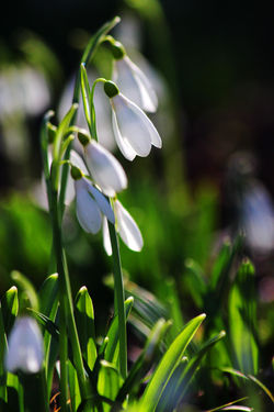 Alcsúti Arborétum - hóvirágzás