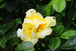 Ausztria legnagyobb rózsakertje - Baden bei Wien