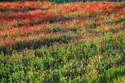 Elbűvölő mákvirág, azaz a pipacs