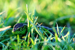 Szigetbecse - Tőzike tanösvény