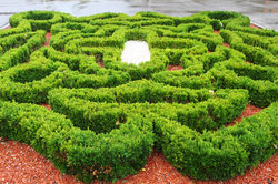 Ausztria legnagyobb rózsakertje - Baden bei Wien