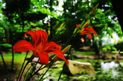 Japánkert Szentendrén