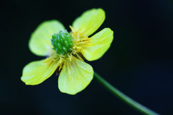 Szigetbecse - Tőzike tanösvény