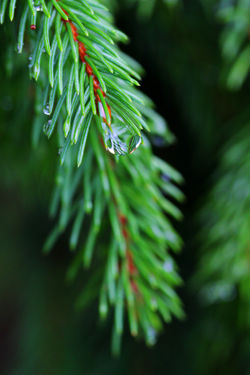 Ausztria legnagyobb rózsakertje - Baden bei Wien