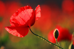 Elbűvölő mákvirág, azaz a pipacs