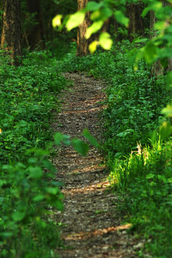 Szigetbecse - Tőzike tanösvény